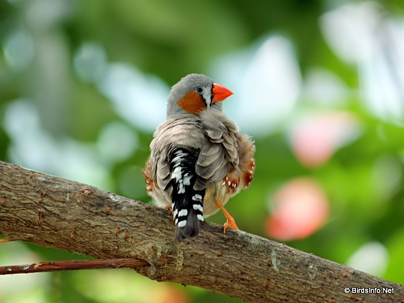 Perching Birds